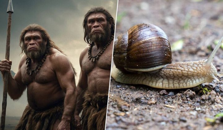 Neanderthals Practiced Seasonal Foraging 115,000 Years Ago, Challenging Cognitive Superiority Narratives
