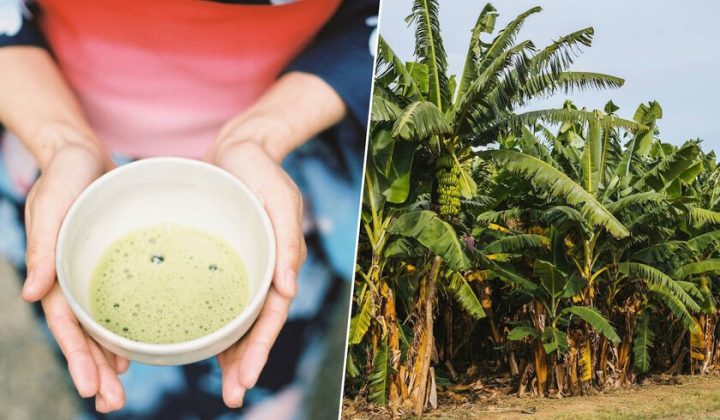 Japanese Tea Industry’s “Erasmus” in Zambia Offers Model for Revitalization