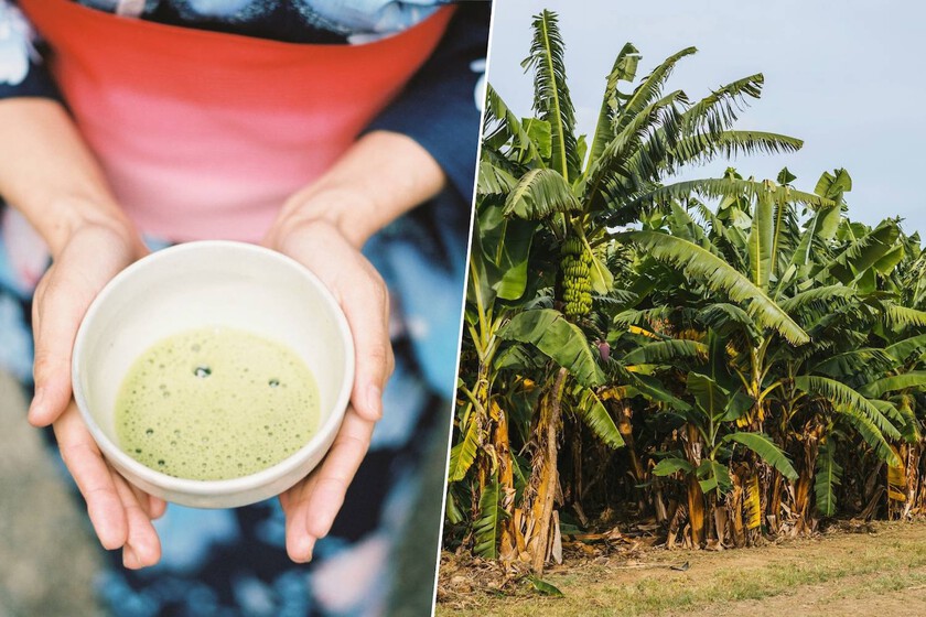 Japanese Tea Industry’s “Erasmus” in Zambia Offers Model for Revitalization