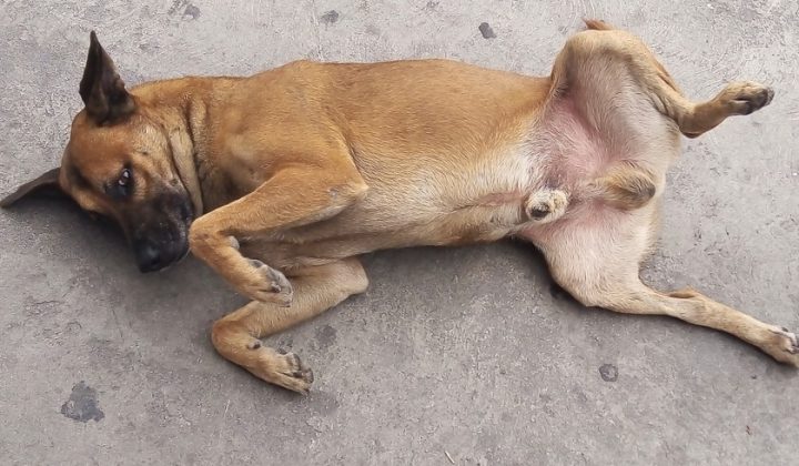 Mexico’s “Caramelo Dog” Becomes Unofficial National Breed Amidst Stray Animal Crisis