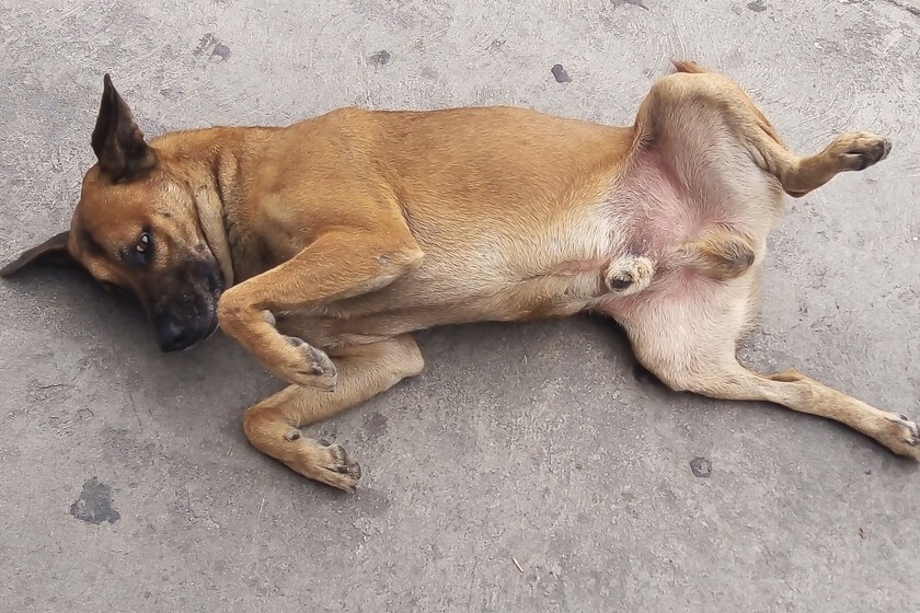 Mexico’s “Caramelo Dog” Becomes Unofficial National Breed Amidst Stray Animal Crisis