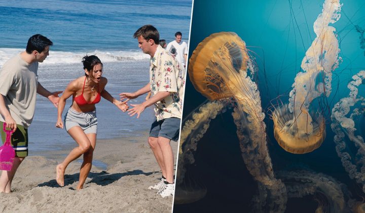 Friends’ Infamous Jellyfish Sting Remedy Debunked by Science