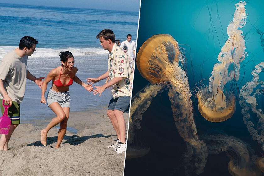Friends’ Infamous Jellyfish Sting Remedy Debunked by Science