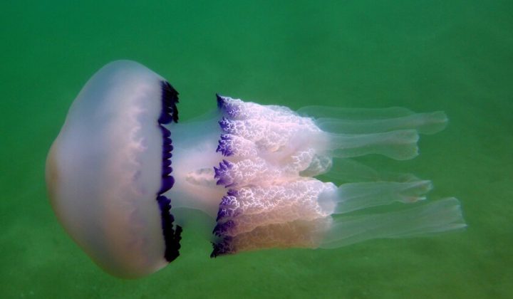 Mediterranean Beaches Face Early and Abundant Jellyfish Blooms, Signaling Ecosystem Imbalance