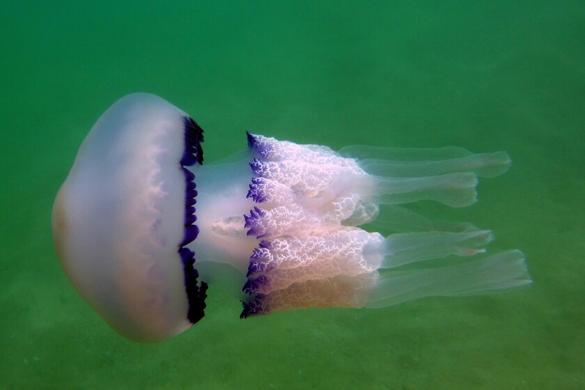 Mediterranean Beaches Face Early and Abundant Jellyfish Blooms, Signaling Ecosystem Imbalance