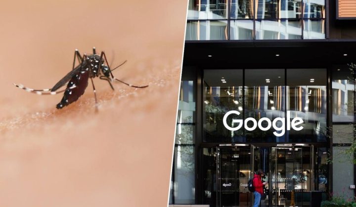 Google Subsidiary Seeks Approval to Release 64 Million Mosquitoes to Combat Disease