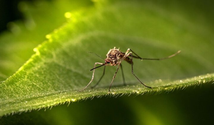 Mosquito Repellents May Be Losing Their Edge as Insects Learn to Associate Them with Food