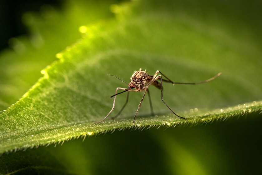 Mosquito Repellents May Be Losing Their Edge as Insects Learn to Associate Them with Food