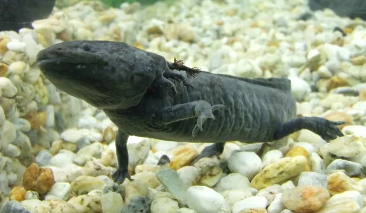 Mexican Axolotl’s Journey from Endangered Species to National Icon: A Banknote’s Impact