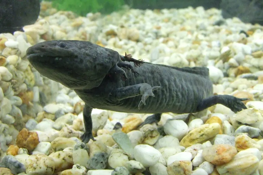 Mexican Axolotl’s Journey from Endangered Species to National Icon: A Banknote’s Impact