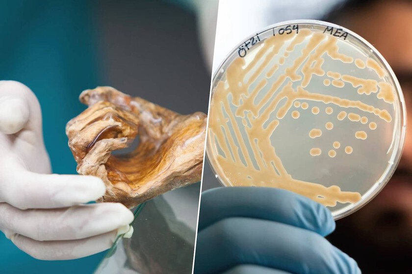 Ancient Yeast Found Alive in 5,300-Year-Old “Iceman” Ötzi Offers Clues to Life’s Extremes and Human Health