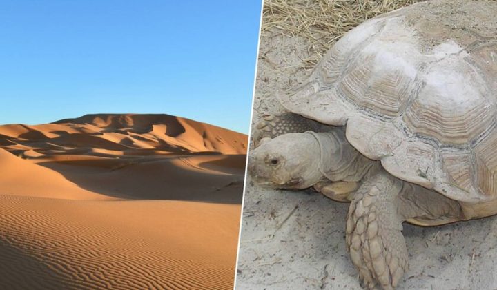 African Spur-Thighed Tortoises Reverse Desertification in Sahel Through Burrowing