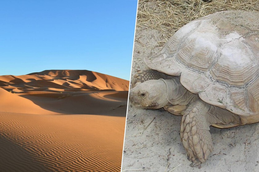 African Spur-Thighed Tortoises Reverse Desertification in Sahel Through Burrowing