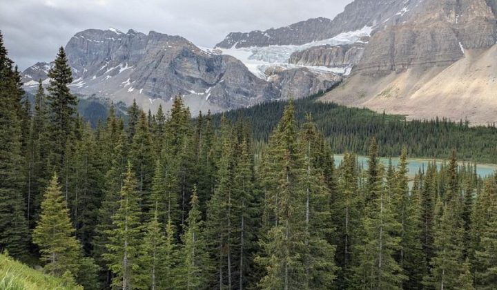 Italian Alps Reforestation Project Backfires, Halving Biodiversity