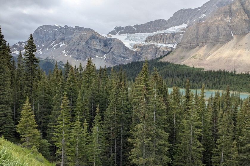 Italian Alps Reforestation Project Backfires, Halving Biodiversity