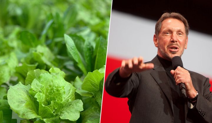 Larry Ellison’s $500 Million Bet on Hydroponic Farming on Lanai Island Faces Setbacks