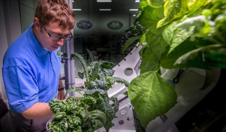 Microgravity Lettuce May Be More Prone to Salmonella Contamination, Study Finds