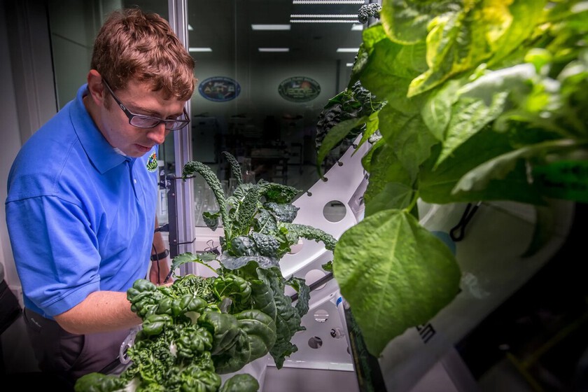 Microgravity Lettuce May Be More Prone to Salmonella Contamination, Study Finds