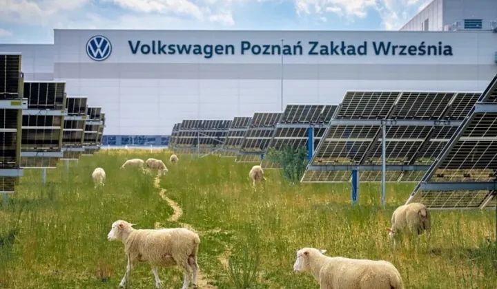 Volkswagen’s Poznań Factory Embraces Sheep for Solar Farm Maintenance, Advancing Agrivoltaics