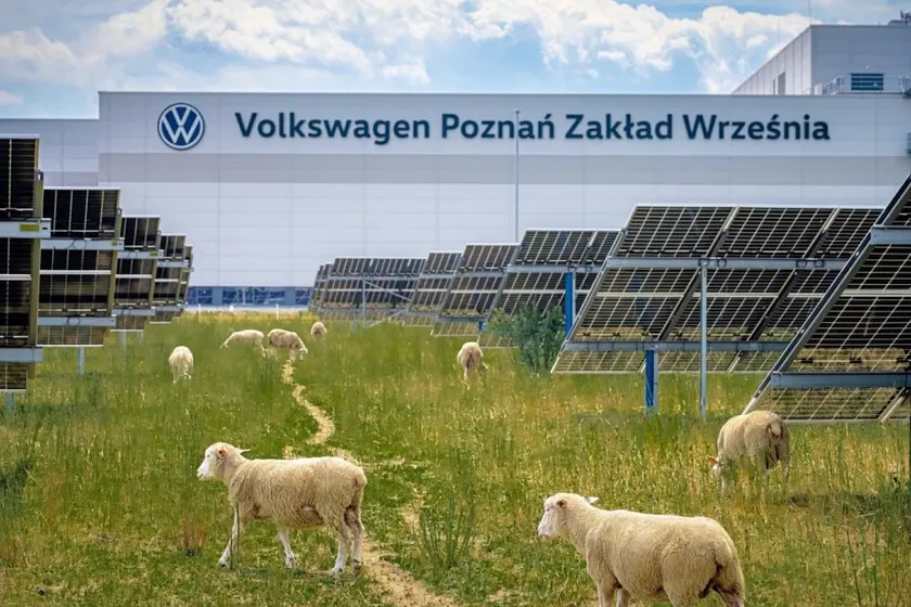 Volkswagen’s Poznań Factory Embraces Sheep for Solar Farm Maintenance, Advancing Agrivoltaics