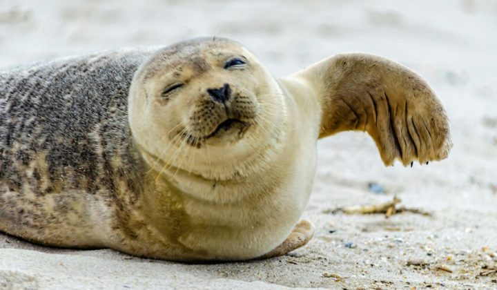 Flipper’s Remarkable Vocabulary: The Seal Who Learned to Speak English