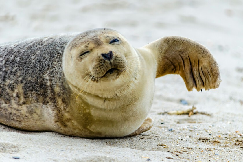 Flipper’s Remarkable Vocabulary: The Seal Who Learned to Speak English