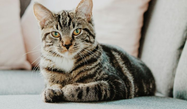 Experts Warn of Cat Stress and Behavioral Issues from Apartment Confinement