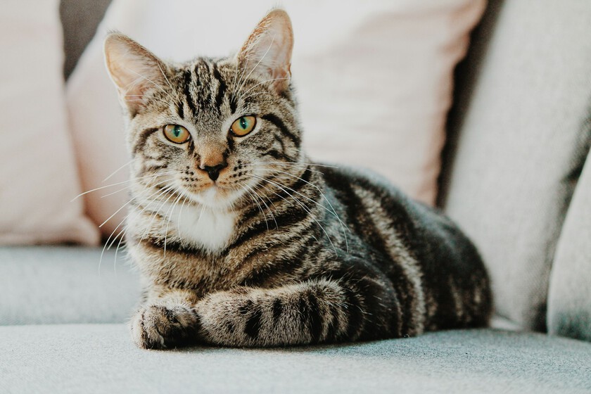 Experts Warn of Cat Stress and Behavioral Issues from Apartment Confinement