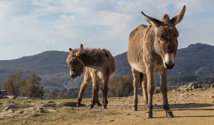 Why Spanish Firefighters Are Deploying Donkeys Alongside AI Cameras