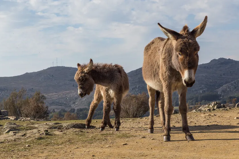 Why Spanish Firefighters Are Deploying Donkeys Alongside AI Cameras