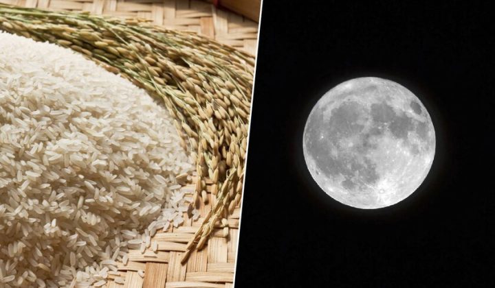 Japanese Scientists Develop Plasma-Based Fertilizer for Lunar Rice Cultivation