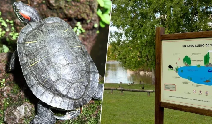 Florida Turtles Establish New Foothold in Pamplona Lake, Raising Ecological Concerns