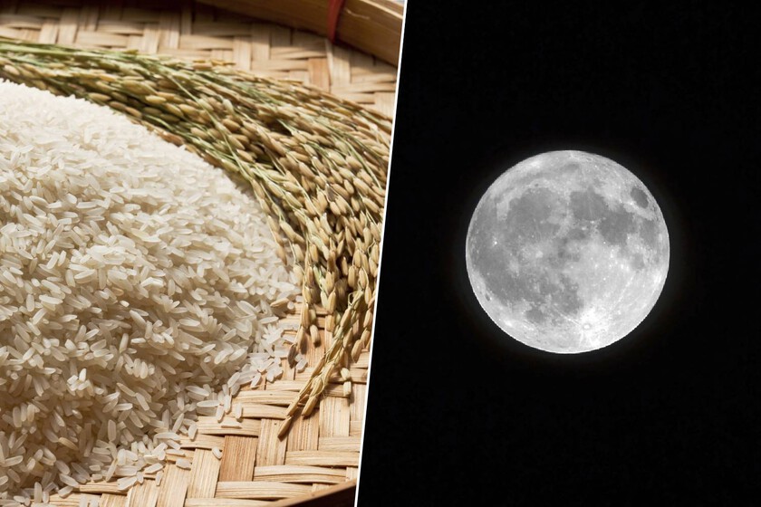 Japanese Scientists Develop Plasma-Based Fertilizer for Lunar Rice Cultivation