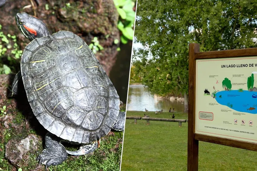 Florida Turtles Establish New Foothold in Pamplona Lake, Raising Ecological Concerns