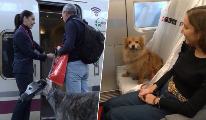 Renfe Expands Pet Travel Policy to Accommodate Large Dogs Up to 40kg