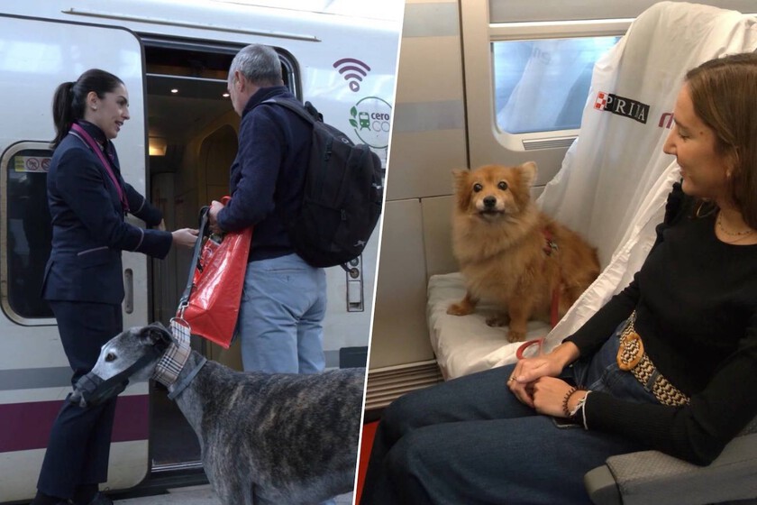 Renfe Expands Pet Travel Policy to Accommodate Large Dogs Up to 40kg