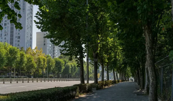 Urban Forests Reclassified as Essential Infrastructure Amidst Climate Crisis