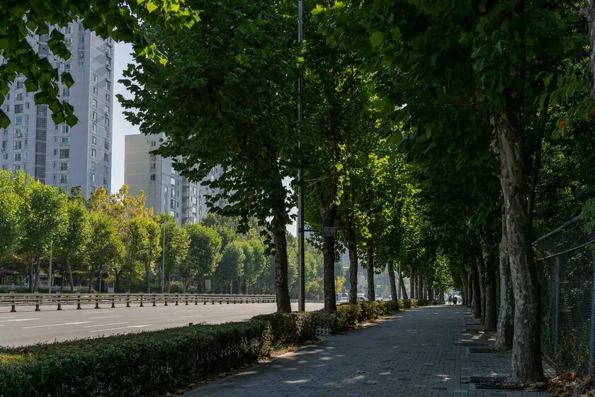 Urban Forests Reclassified as Essential Infrastructure Amidst Climate Crisis