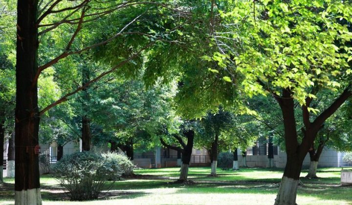 Urban Tree Shading Data from Valencia Shows 13°C Drop in Thermal Stress – A Benchmark for AI Urban Planning Models