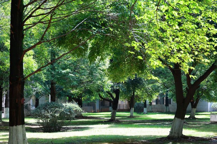 Urban Tree Shading Data from Valencia Shows 13°C Drop in Thermal Stress – A Benchmark for AI Urban Planning Models