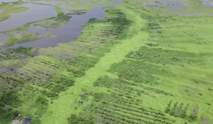 Satellite LiDAR Study Reveals Ancient Colombian Water Systems Were Built Without Centralized Leadership
