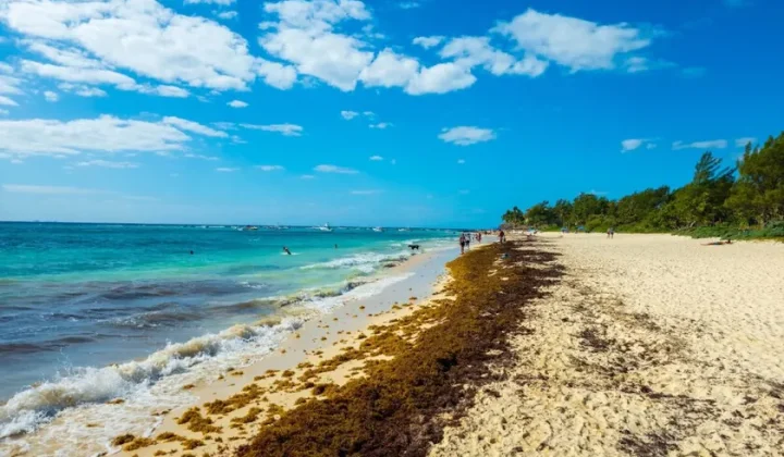 Mexico Reclassifies Sargassum as a Resource, Spurring AI-Optimized Circular Economy Startups