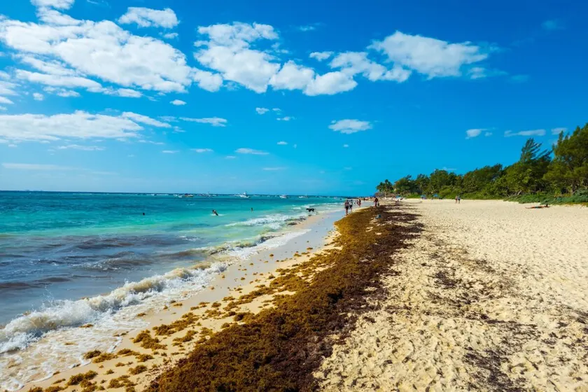 Mexico Reclassifies Sargassum as a Resource, Spurring AI-Optimized Circular Economy Startups