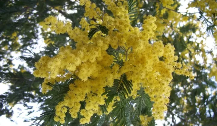 AI-Driven Models Now Track Invasive Acacia Spread Across Post-Fire Landscapes in Spain