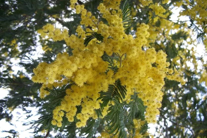 AI-Driven Models Now Track Invasive Acacia Spread Across Post-Fire Landscapes in Spain