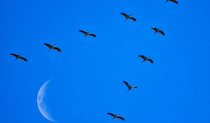 The Stork That Shot Down the Moon Migration Theory: How a Speared Bird Proved Bird Navigation in 1822