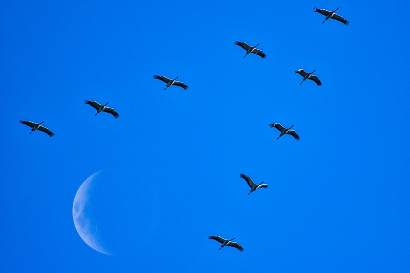 The Stork That Shot Down the Moon Migration Theory: How a Speared Bird Proved Bird Navigation in 1822